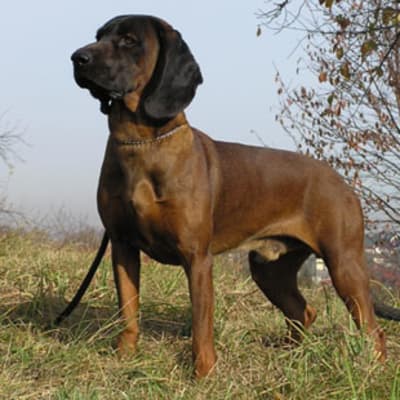 Hannover hound, photo 2 of 5