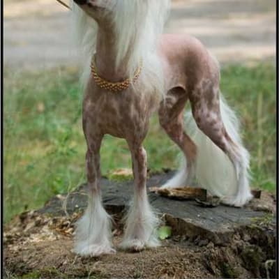Chinese Crested Dog, photo 3 of 7