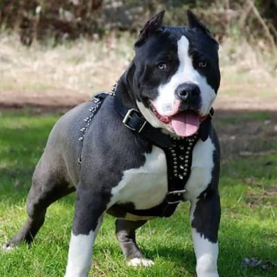 American staffordshire terrier, photo 4 of 14