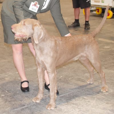 Slovakian Wirehaired Pointer, photo 4 of 4
