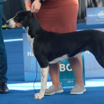 Transylvanian Hound, photo 2 of 4