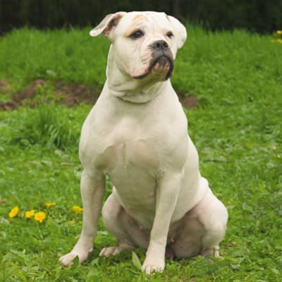 American bulldog, photo 2 of 11