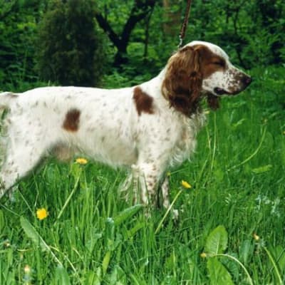 Russian Spaniel, photo 4 of 7