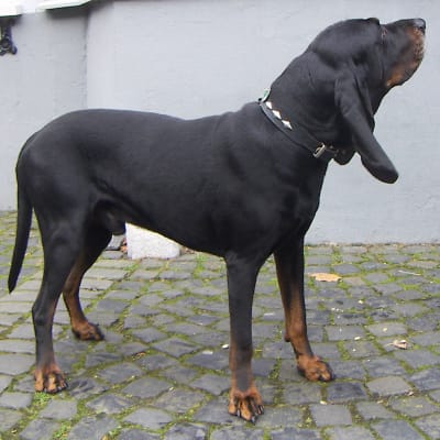 Black and Tan Coonhound, photo 4 of 4