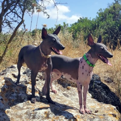 American Hairless Terrier, photo 4 of 4