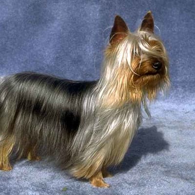 Australian Silky Terrier, photo 3 of 5