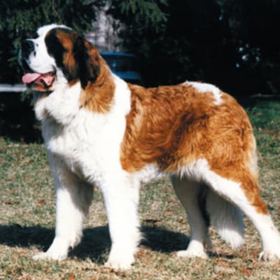 Saint bernard, photo 4 of 8