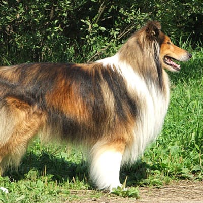 Collie, photo 2 of 10