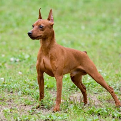 Miniature Pinscher (Dwarf Pinscher), photo 2 of 9
