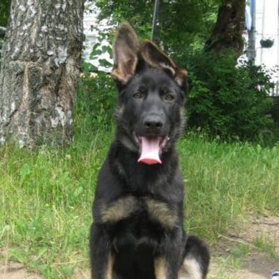 East European Shepherd, photo 4 of 7