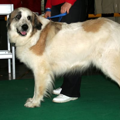Pyrenean Mastiff, photo 4 of 4