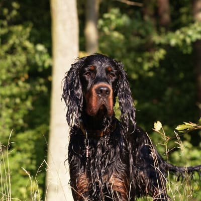 Gordon Setter, photo 2 of 4