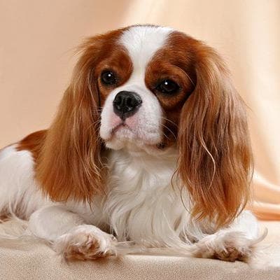 Cavalier king charles spaniel, photo 4 of 12