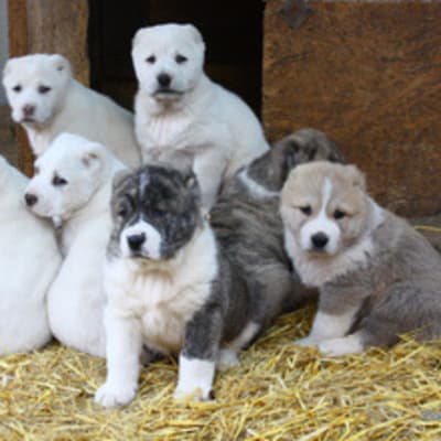 Central Asian Shepherd Dog (Alabay), photo 4 of 16