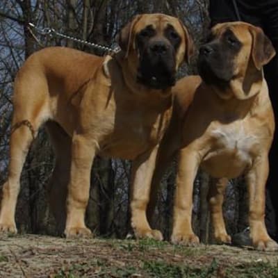 Mastiff English, photo 4 of 7