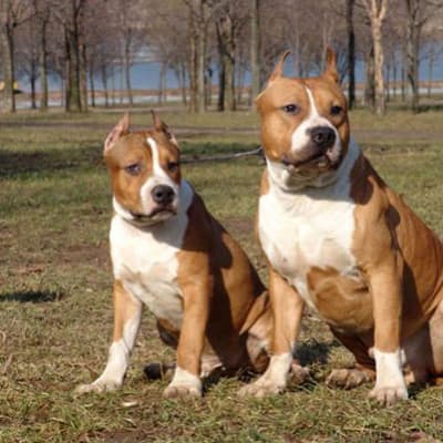American staffordshire terrier, photo 3 of 14