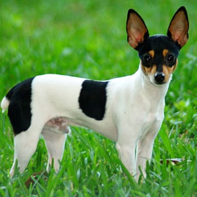 American Toy Terrier, photo 2 of 9