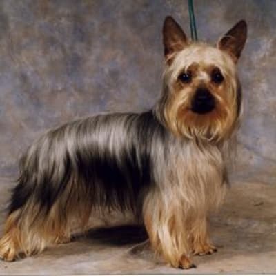 Australian Silky Terrier, photo 5 of 5