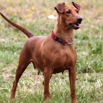 German Pinscher, photo 2 of 4