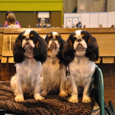 English Toy Spaniel, photo 4 of 4