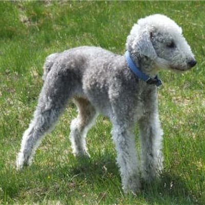 Bedlington terrier, photo 2 of 13