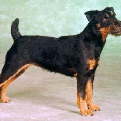 German hunting terrier, photo 3 of 5