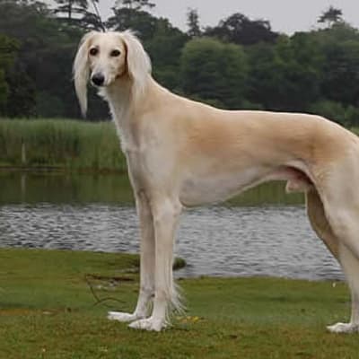 Saluki, photo 5 of 5