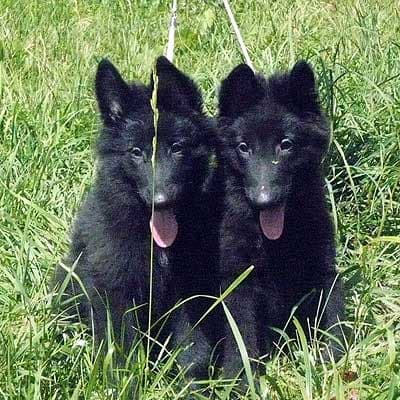 Groenendael (Belgian Shepherd Dog), photo 2 of 9