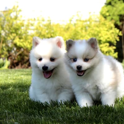 American Eskimo Dog, photo 4 of 4