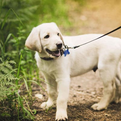Labrador Retriever, photo 2 of 6