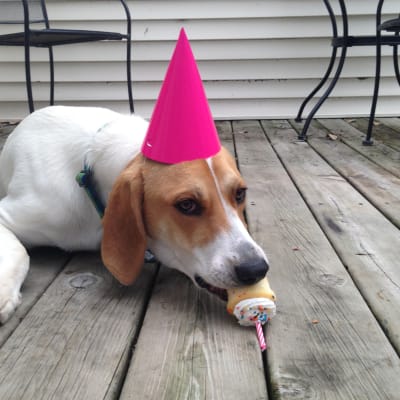 Treeing Walker Coonhound, photo 2 of 3