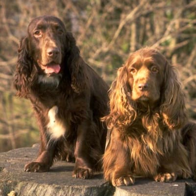 English cocker spaniel, photo 2 of 17