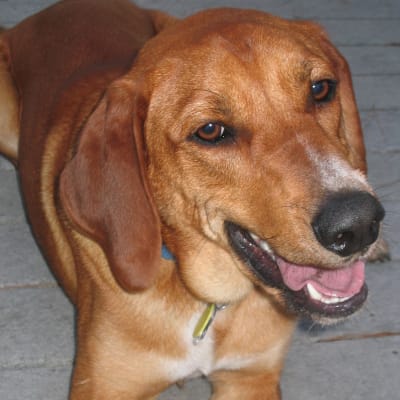 Redbone Coonhound, photo 3 of 4