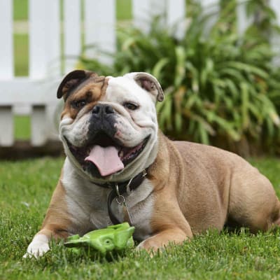 English Bulldog, photo 3 of 8