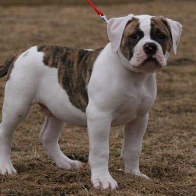 American bulldog, photo 4 of 11