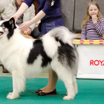 Yakutian Laika, photo 2 of 4