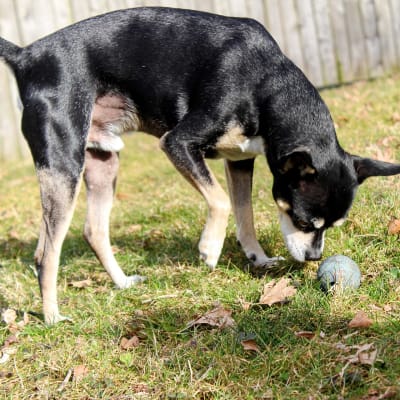 Rat Terrier, photo 2 of 4