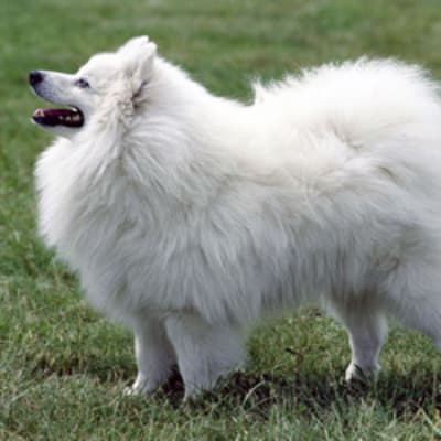 Spitz volpino italiano, photo 2 of 7