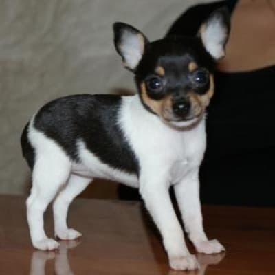American Toy Terrier, photo 3 of 9