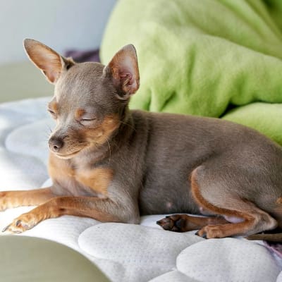 Russian toy (toy terrier), photo 2 of 5
