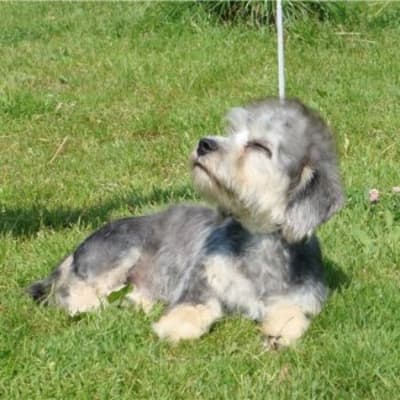 Dandy dinmont terrier, photo 4 of 8