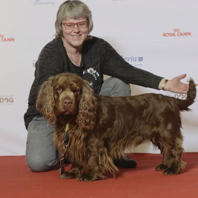 Sussex Spaniel, photo 3 of 4