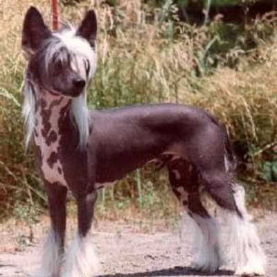 Chinese Crested Dog, photo 4 of 7