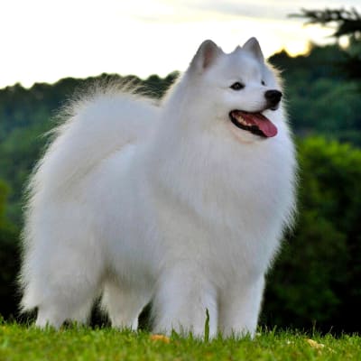 American Eskimo Dog, photo 3 of 4