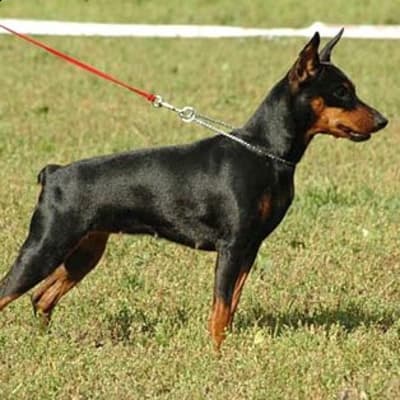Miniature Pinscher (Dwarf Pinscher), photo 4 of 9