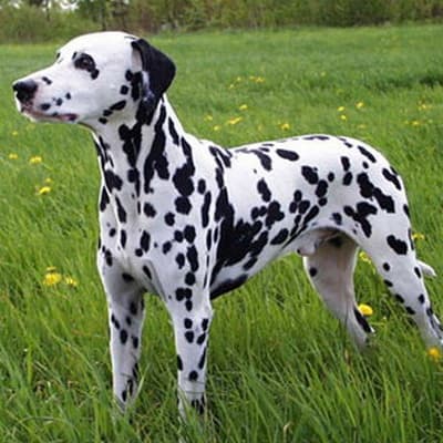Dalmatian, photo 3 of 18