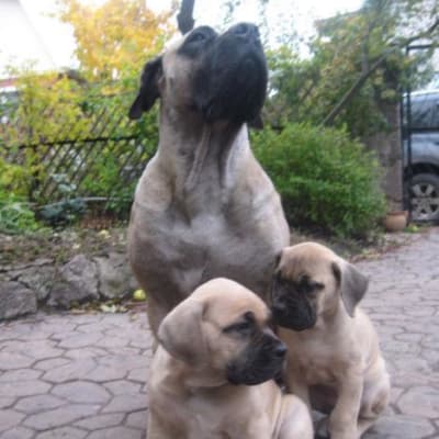 Boerboel South African, photo 3 of 9