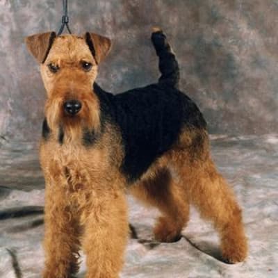 Welsh Terrier, photo 3 of 6