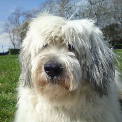 Polish Lowland Sheepdog, photo 2 of 2