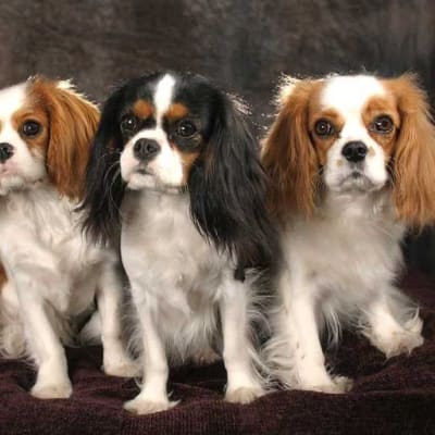 Cavalier king charles spaniel, photo 2 of 12